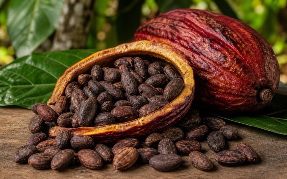 Cocoa pods and cocoa beans
