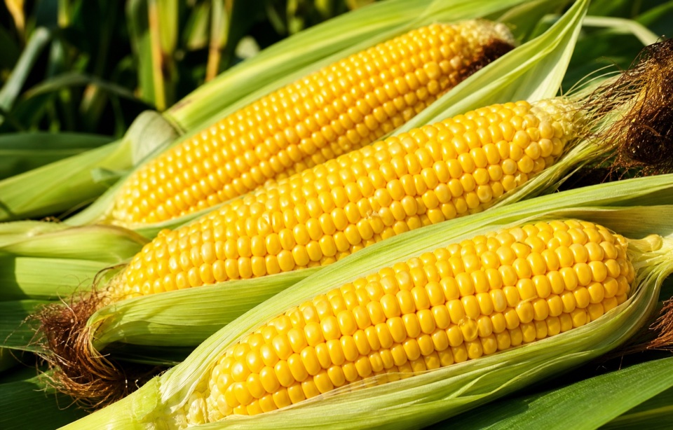 Yellow maize cobs with green husks