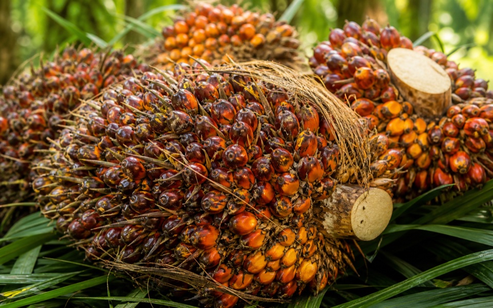 Palm oil fruit bunches after harvest